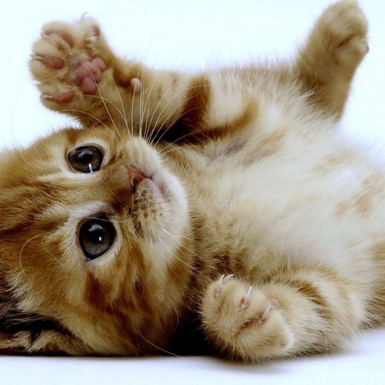 #16611 Palestra "Imunização: por que devo vacinar meu gato?" vai acontecer no dia 30/08