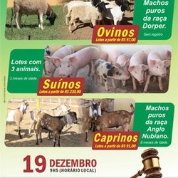 #22797 Campus Apodi realiza 5º edição do Leilão de suínos, caprinos e ovinos 