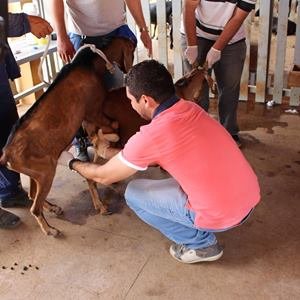 #22875 Campus Apodi promove capacitação para aprimorar a criação de cabras 