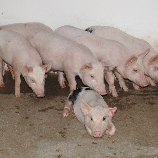 #23642 Campus Apodi realiza 6º leilão de suínos e ovinos