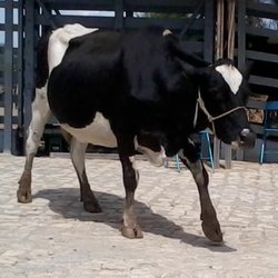 #24409 Câmpus Ipanguaçu promove leilão de bovinos em junho