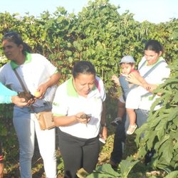 #25826 Alunas do Programa Mulheres Mil participam de aula de campo sobre agricultura sustentável