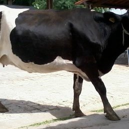 #28545 Câmpus Ipanguaçu promove Leilão de Bovinos