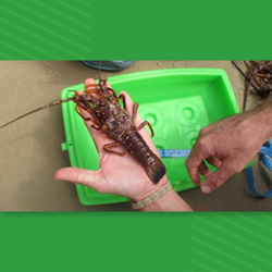 #29820 Pesquisadores do Nordeste realizam estudo sobre pesca da lagosta-de-espinho