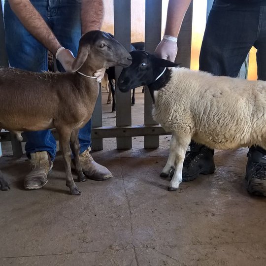#29898 Campus Apodi realiza 4º Leilão de suínos e ovinos 