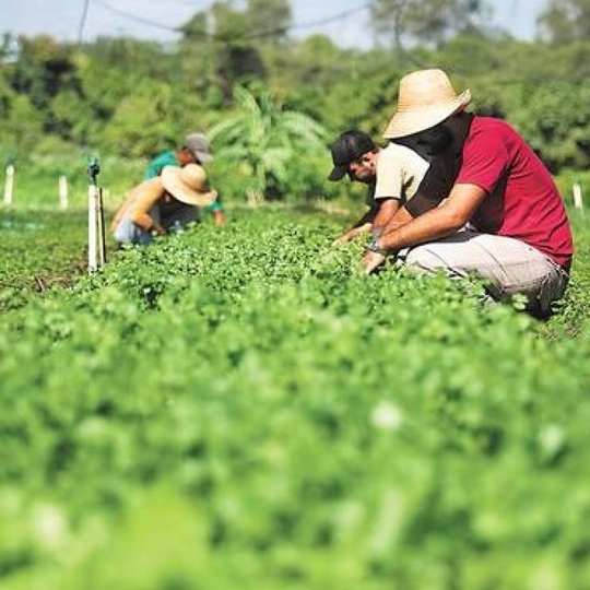 #33927 IFRN divulga Editais de chamada pública para Agricultura Familiar