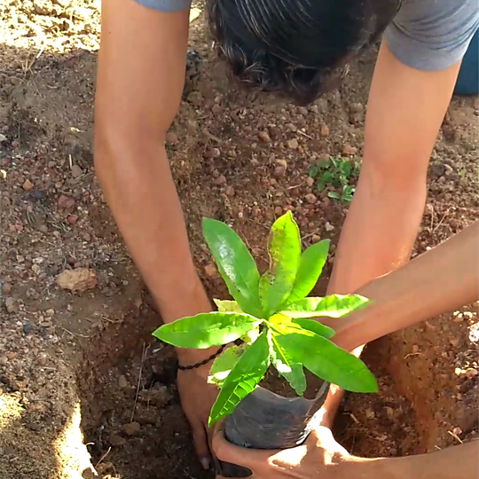 #34288 Alunos do curso de Biologia Licenciatura participam de plantio de mudas em alusão ao dia Mundial do Meio Ambiente.