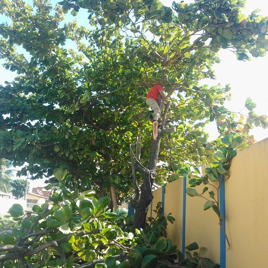 #42027 Corpo de Bombeiros realiza poda de árvores