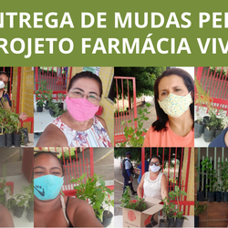 #4296 Projeto Farmácia Viva realiza entrega de mudas à comunidade
