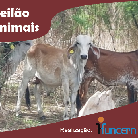 #4314 FUNCERN e DIGUAE organizam 18º leilão de animais para o dia 21 de dezembro