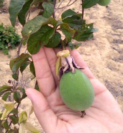 Fruto do maracujá-do-mato (Passiflora cincinnata Mast.)