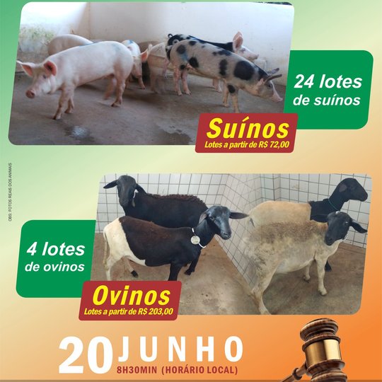 #46067 6º Leilão de suínos e ovinos do Campus Apodi