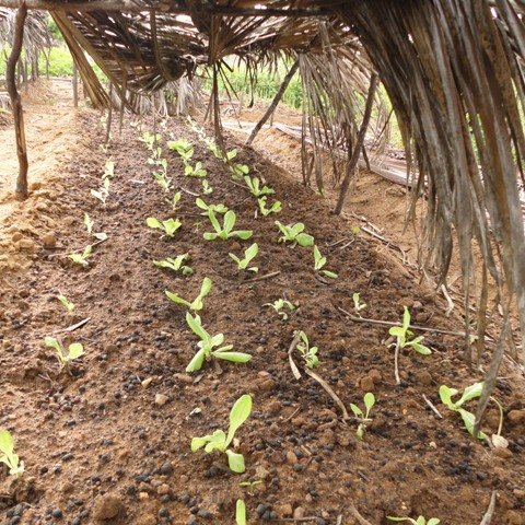 #46080 Horta agroecológica diversifica o ambiente