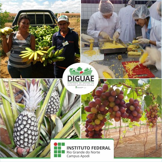 #46168 Produção da Fazenda do Campus Apodi serve os Alunos no PNAE