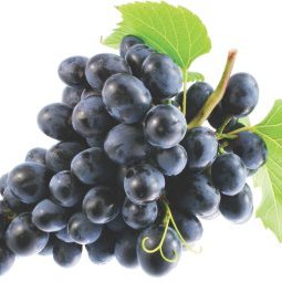 #46366 Projeto de Viticultura na Chapada do Apodi