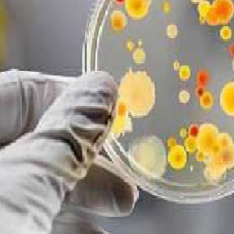 #47006 Curso de Aperfeiçoamento em Microbiologia