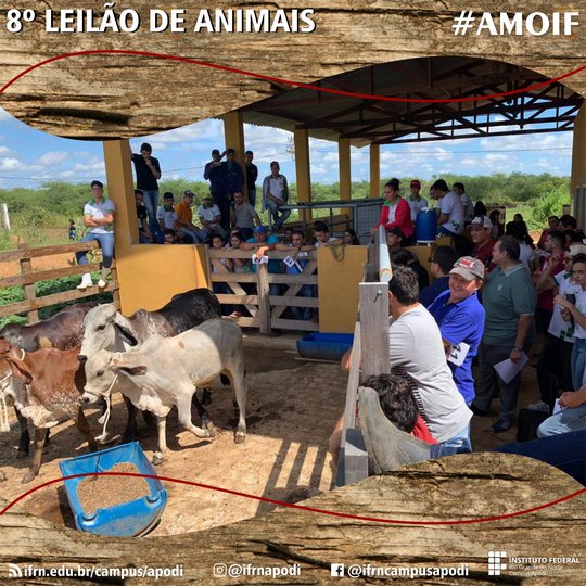 #47064 Campus Apodi leiloa 57 animais em 8ª edição do evento