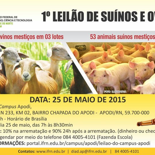 #47291 Campus Apodi do IFRN realiza leilão de suínos e ovinos