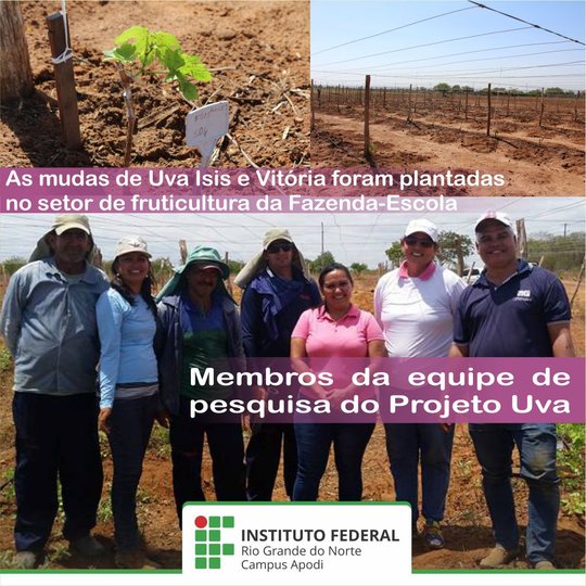 #47718 Introdução de Cultivares de Videiras Apirênicas na Microrregião da Chapada do Apodi-RN