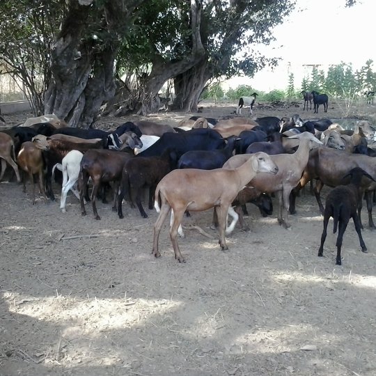 #4842 Câmpus Ipanguaçu promove novo Leilão de Ovinos e Bovinos