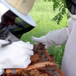 #51284 Acadêmicos do Curso Técnico em Apicultura atuam no repovoamento do apiário