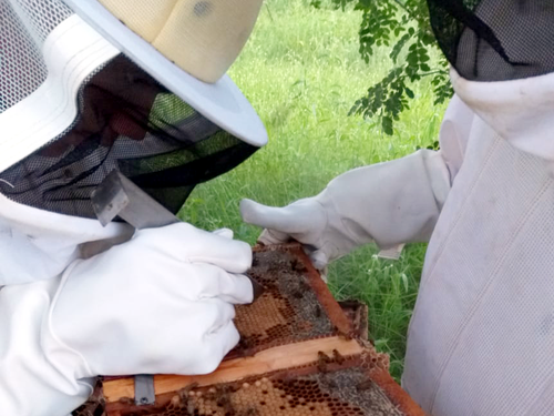 Pessoal de Apicultura durante atividades de fortalecimento do apiário