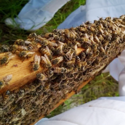 #51485 Projeto integrador envolve estudantes na divulgação de produtos e técnicas de manejo em apicultura