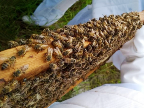 Imagem de trabalho prático com abelhas no apiário do Campus Pau dos Ferros do IFRN.