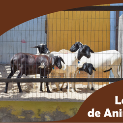 #5224 DIGUAE organiza 17º leilão de animais para o dia 06 de julho