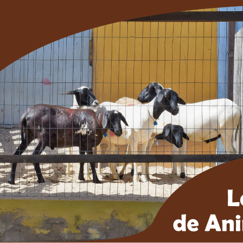 #5224 DIGUAE organiza 17º leilão de animais para o dia 06 de julho