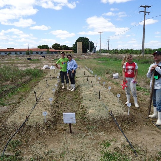 #5240 Câmpus Ipanguaçu desenvolve pesquisa de produção de alho