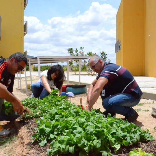 #54288 Campus São Paulo do Potengi tem primeira colheita na 'Horta Laboratório'