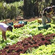 #6825 IFRN divulga chamada pública para Agricultura Familiar