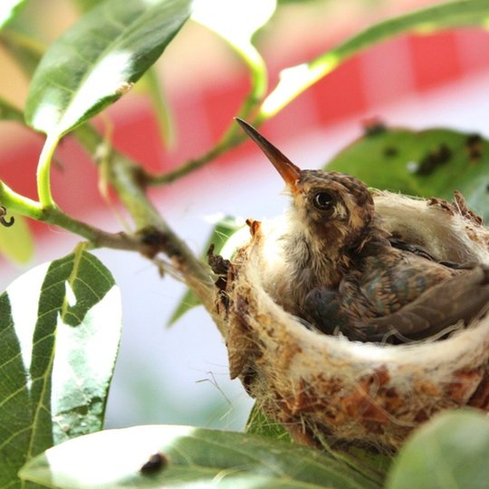 #9807 Beija-flor florindo o câmpus