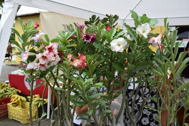 Feira Agroecológica Ipanguaçu 05-04-2023 - 5