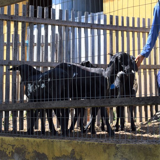 19º Leilão de Ovinos Ipanguaçu