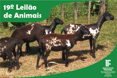 19º Leilão de Animais - cartaz